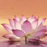 Lotus Symbolism, Meanings, Symbolism, and Influence