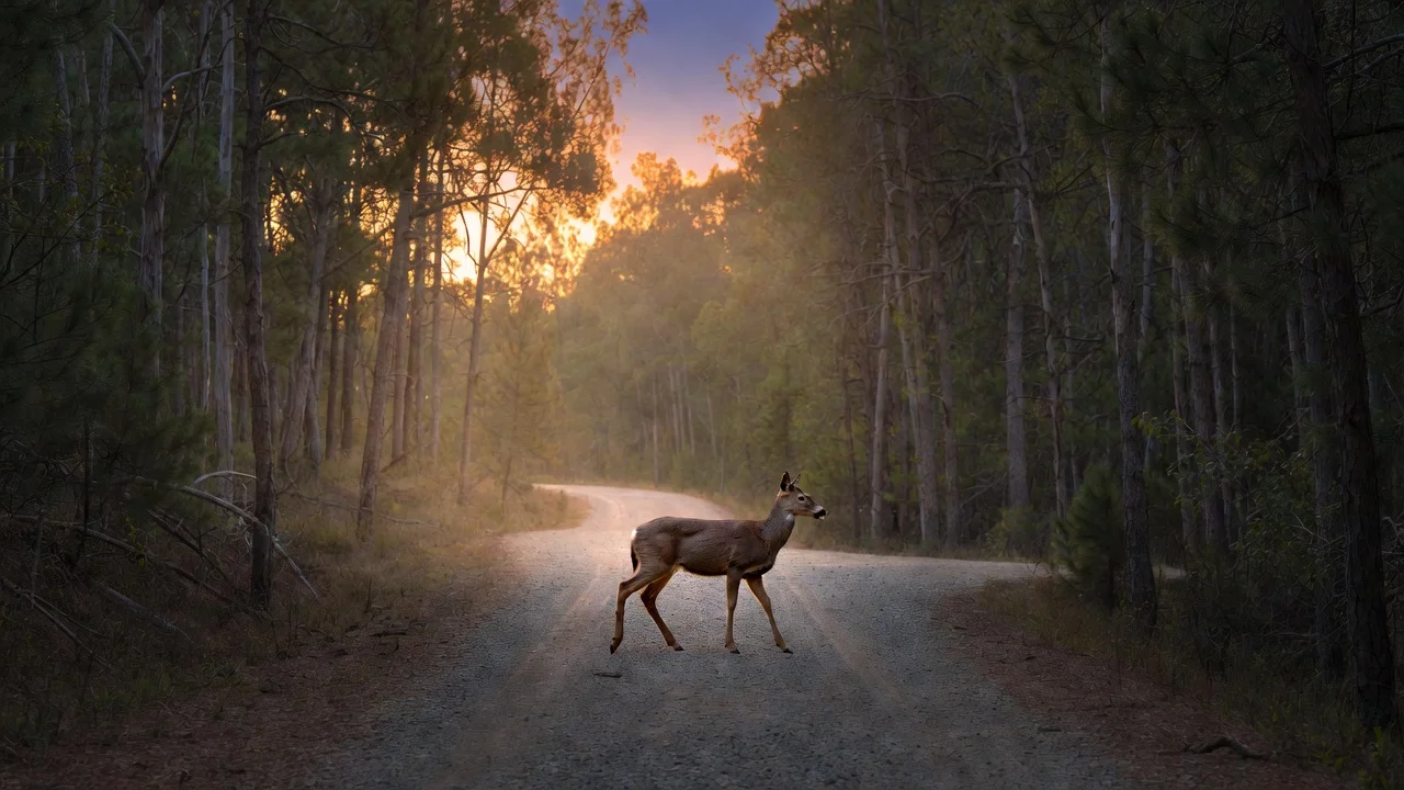 Symbolism and Spiritual Meaning of a Deer Crossing Your Path