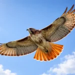 Spiritual Meanings of Red-Tailed Hawk